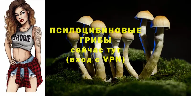 Псилоцибиновые грибы Cubensis  Дудинка 